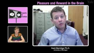 Experts in Emotion 82  Kent Berridge on Pleasure and Reward in the Brain [upl. by Amalita]