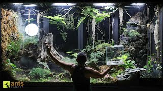 I Added a Second Lizard into My Giant Rainforest Vivarium [upl. by Dorothi]