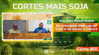 DOENÇAS EM TRIGO MULTISSÍTIOS OU SÍTIO ESPECÍFICO NA PRIMEIRA  Cortes Mais Soja [upl. by Itteb]