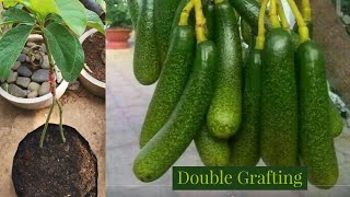 Grafting Avocado Double Rootstock Update Video [upl. by Brewster]