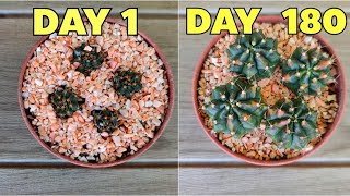 How To Remove and Propagate Gymnocalycium Variegated Offsets EASY amp FAST [upl. by Tehc782]