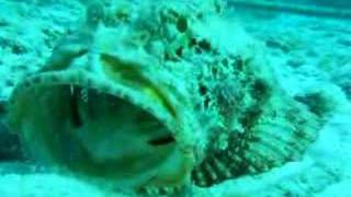 Scorpion Fish being cleaned by Pederson Shrimp [upl. by Airdnazxela]