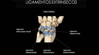 Ligamentos de mano y muñeca listo [upl. by Sitsuj]