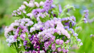 GrowALong Statice Limonium sinuatum [upl. by Stevana65]