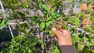 Growing Canadian Serviceberry Amelanchier Canadensis update on plum trees and other fruit trees [upl. by Simdars]