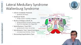 Medulla Lesions [upl. by Hamachi173]