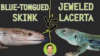 Jeweled Lacerta vs BlueTongued Skink  Head To Head [upl. by Eikcin]