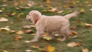 Golden Retriever Puppy For Sale [upl. by Ahsieker]