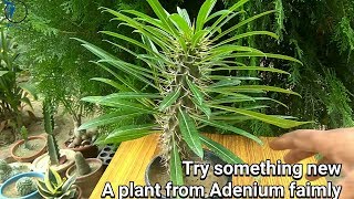 How to grow Pachypodium plant [upl. by Elle10]