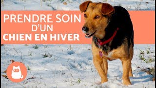 Comment prendre soin dun chien en hiver  Découvrez tout [upl. by Thormora637]