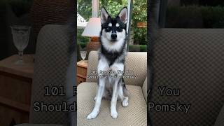 Why You Should NOT Get A Pomsky pomskypuppy pomskylife minihusky cutedog husky cutedogvideos [upl. by Ecurb677]