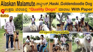 ₹5000 ಇಂದ Quality ನಾಯಿ ಮರಿಗಳು  dog for sale in bangalore  Puppies for sale in bangalore [upl. by Foscalina]