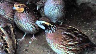 Bobwhite Quail 2 year old part 2 [upl. by Eindys]