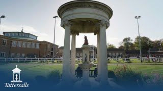 Tattersalls October Yearling Sale 2024 Review [upl. by Roeser449]