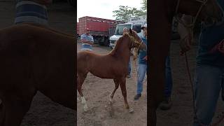 Feira de cavalo 🐎 em Cachoeirinha PE [upl. by Luckin879]