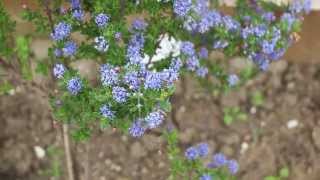 Beautiful blue Ceanothus plant [upl. by Retluoc]