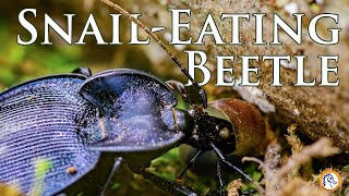 This Dangerous Beetle Feasts on Snails Cahaba National Wildlife Refuge [upl. by Esina]