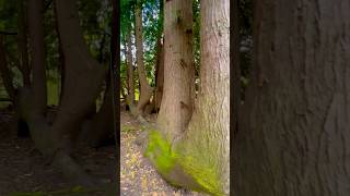 Natures Marvel Four Trees Emerging from One Trunk nature forestexploration naturehike [upl. by Ennoitna]