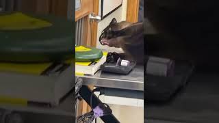 cat screaming at a vet clinic original meme video cat memes originalmeme screaming [upl. by Nevaj632]