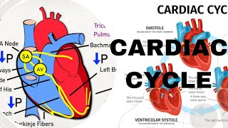 CARDIAC CYCLE  NOTES  PHYSIOLOGY [upl. by Lyrehc]