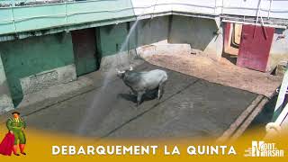 Débarquement des toros de La Quinta  Madeleine 2018  Mont de Marsan [upl. by Tillo]