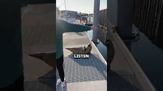 Seal matches this ladys vibe animals funny viral [upl. by Ayotol738]