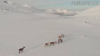 Reindeer Rangifer tarandus on snowy hillside Kvaloya island Tromso Norway March [upl. by Eitsym]