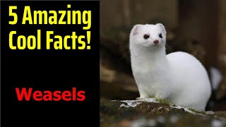 5 Fascinating Facts About Weasels [upl. by Ativak]