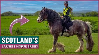 Riding the Clydesdale in Scotland [upl. by Imoian842]