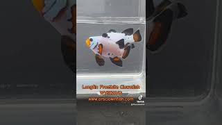 ⚡️Longfin Frostbite Clownfish Pair⚡️WYSIWYG⚡️clownfish arsclownfish [upl. by Abdella]