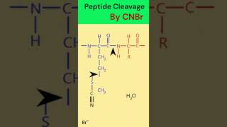 Peptide cleavage by cyanogen bromide animation [upl. by Nap]