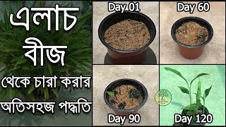 এলাচ বীজ থেকে চারা করার অতি সহজ পদ্ধতি  Grow cardamom from seeds  grow seeds at home [upl. by Dyana]