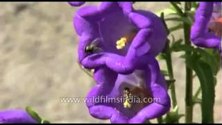 Canterbury Bells or Campanula medium [upl. by Droc259]