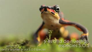 Atelopus varius [upl. by Wystand]