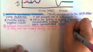 Action Potentials Part 1 [upl. by Zitvaa853]