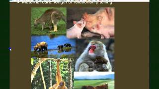 Vertebrate Diversity Mammals [upl. by Kit831]