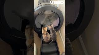 Revolutionize Cat Care Discover the LitterRobot 4 – The Ultimate SelfCleaning Litter Box ad [upl. by Stetson513]