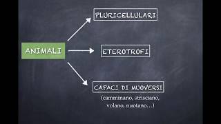 IL REGNO DEGLI ANIMALI PRIMA PARTE PORIFERI CELENTERATI ECHINODERMI [upl. by Rebmac427]