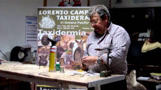 Curso de Taxidermia Capitulo 1 Confección de casquillos [upl. by Savitt]