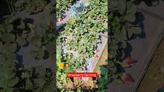 Strawberry Farming Went Viral viral hindi strawberrycultivation [upl. by Willock400]