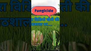 Best fungicide farming paddycrop agriculture ricecrop kisan 1401धान 1509धान [upl. by Rebna882]