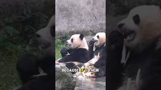 Why Pandas Like to Chew Bamboo shorts shortvideo panda [upl. by Vary]