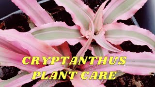 CRYPTANTHUS PLANT CARE  EARTH STAR PLANT GROW CARE amp PROPAGATION  TERRESTRIAL BROMELIAD [upl. by Walls]