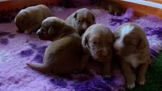 Mias 2 week old puppies 2 [upl. by Ainit136]