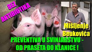 Program PREVENTIVE za svinjarstvo  od PRAŠENJA do KLANICE bez ANTIBIOTIKA  mišljenje Beukovića [upl. by Yenatirb158]