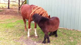 Two stallions socialising [upl. by Agnimod]