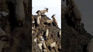 Incredible Ibex Climbing Skills 🐐 goats youtubeshorts shorts viral animals [upl. by Luciana]