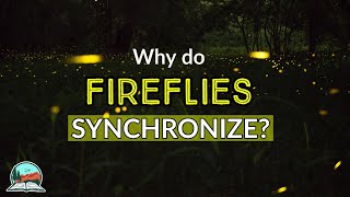 Why do Congarees Fireflies Synchronize  Congaree National Park Fireflies [upl. by Atnwahs]