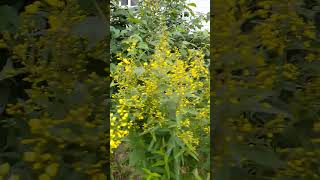 Lysimachus vulgaris plant yellow flowers short melodybacanto6572 [upl. by Rusel]