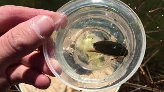 Giant Predatory Diving Beetle Dytiscidae [upl. by Atinuhs]